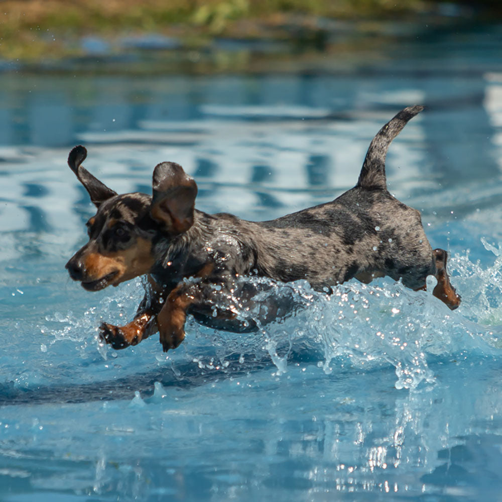 Canine cortaflex sale