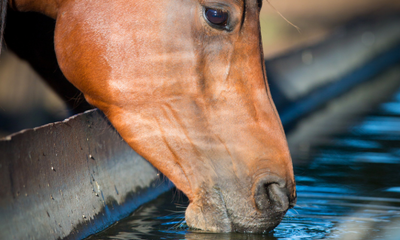 Water! How much should your horse drink?