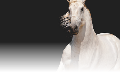 Stallion fertility, it’s all about the cocktails..
