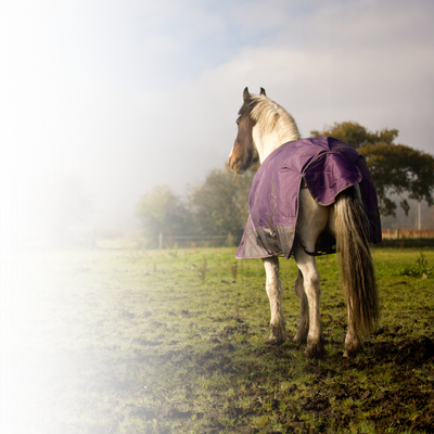 Winter Health and Wellbeing