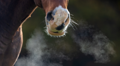 Why do horses cough?