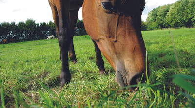 Laminitis Part 2 – Understanding the What Happens in the Horse’s Body