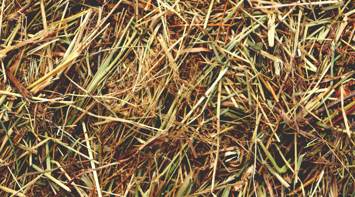 Soaking Hay – Tips and Advice – Equine America EU